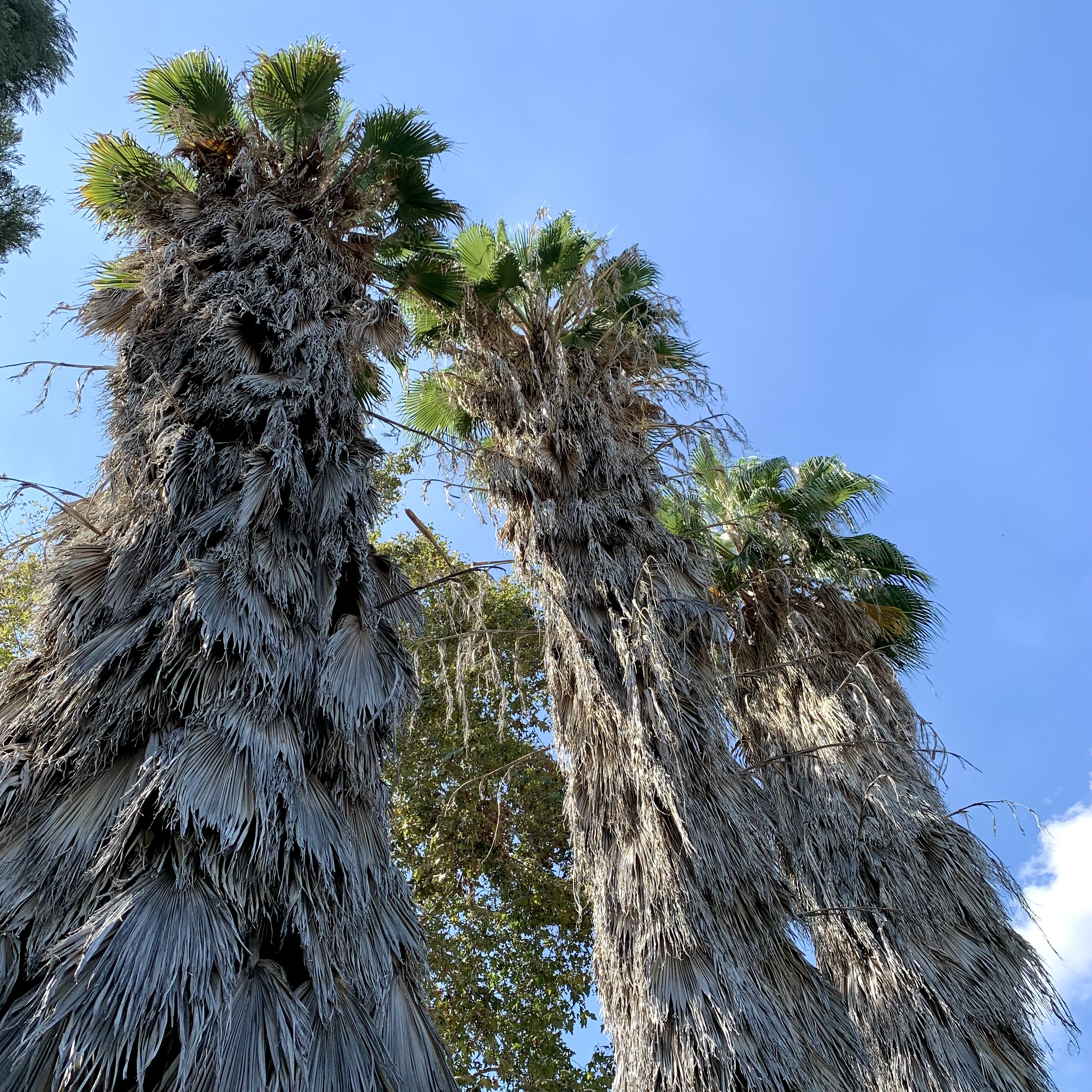 Photo of washingtonia robusta